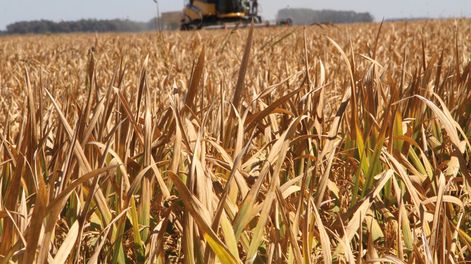 imagen de Ventas de arroz a Venezuela y negociaciones arancelarias   con Perú alientan mejora en las perspectivas para el sector