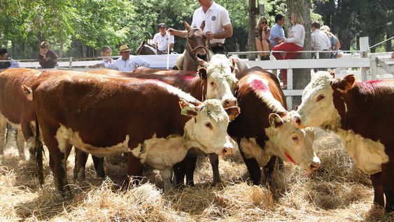 Con precios de los máximos históricos para el ganado, el productor tiene la oportunidad de pagar deudas y hacer inversiones pendientes. Foto: Nicolás Der Agopiá