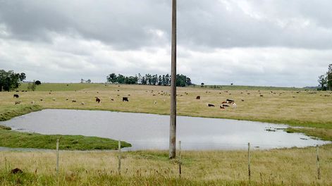Un campo ganadero afectado por las lluvias