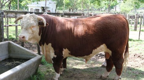 imagen de Arrancó la zafra anual de toros con buenas perspectivas
