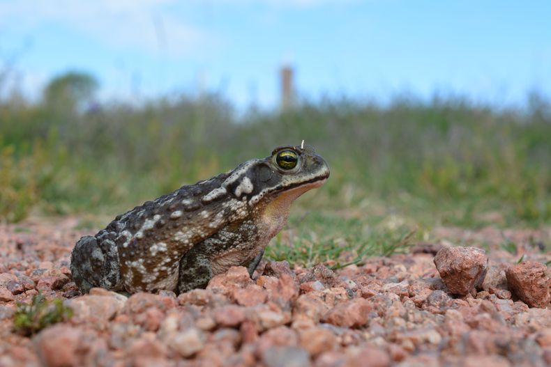Sapo común (Rhinella arenarum).