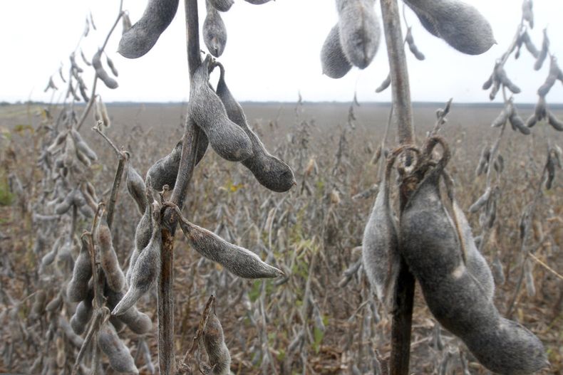 El Ministerio de Ganadería detendrá las cargas de soja si hay presencia de granos contaminados Foto: Nicolás Der Agopián
