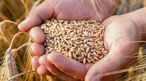 El rendimiento de trigo será récord, entre 4.800 y 5.000 kilos por hectárea