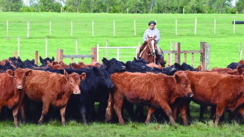 Resultados del ejercicio ganadero: desempeño económico “muy superior” al año anterior y al promedio