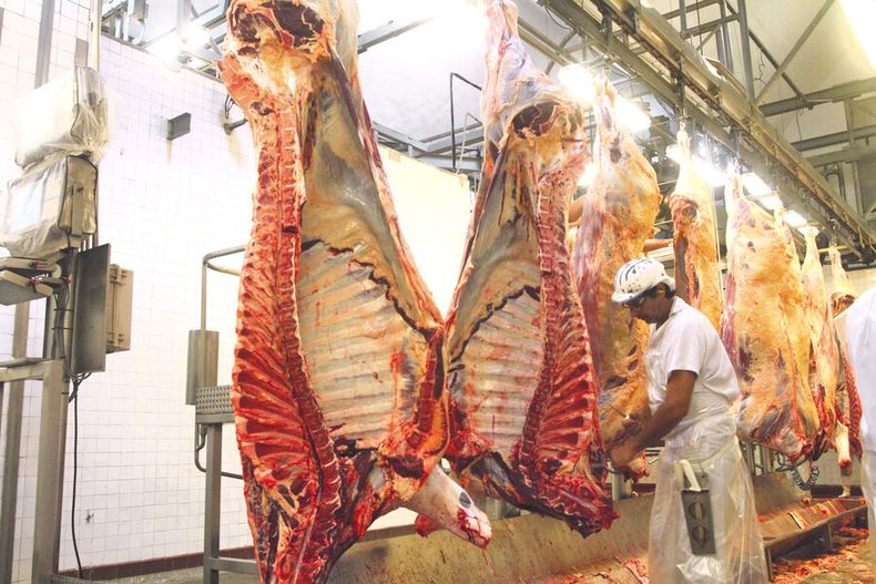 La faena se aceleró porque el mercado chino incrementó la demanda de carnes vacuna y ovina y de menudencias. Foto: Nicolás Der Agopián / Búsqueda