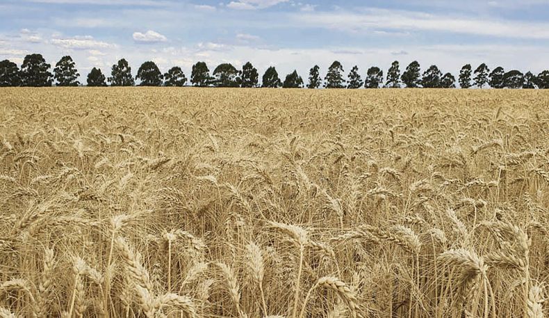 Los molinos se sienten perjudicados por la baja al 0% del arancel de importación de harina