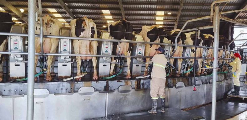 Proyecto FPTA busca reducir la brecha de resultados económicos de tambos, que supera los US$ 500 por hectárea al año