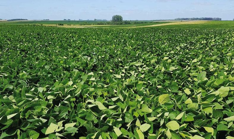 La soja debe generar un ingreso cercano a US$ 1.200 millones por exportaciones
