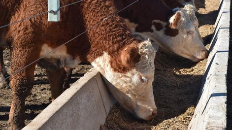 El engorde a corral en Uruguay ha ganado terreno en los últimos 10 años, siendo un componente importante de la cadena cárnica