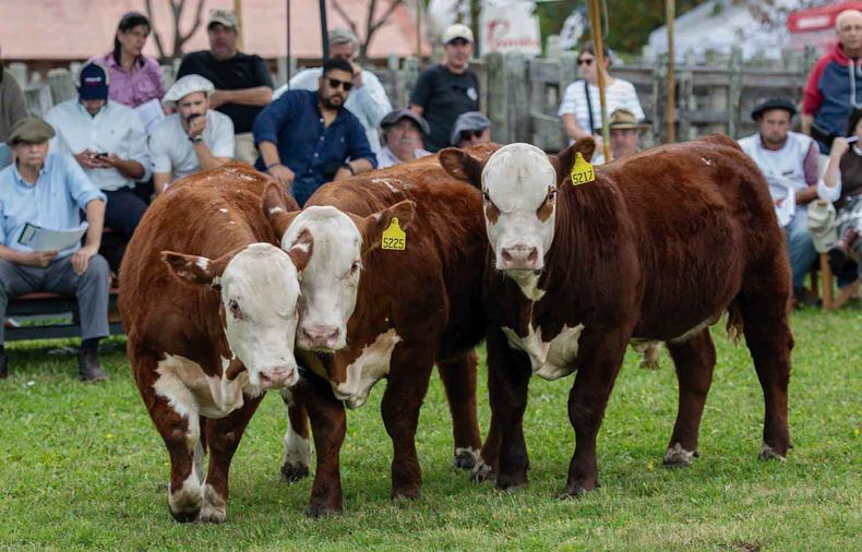 Lote Reservado Campeón de machos fue el brete 32, de los RP 5225, 5229, 5217, de Federico Rubio SG