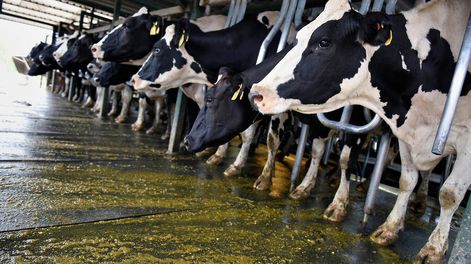 imagen de “Revisión” para poder reducir impuestos al agro y una ley de lechería figuran en planes de Talvi
