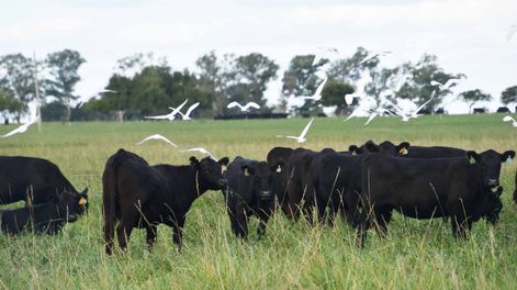 En ganadería Uruguay se comprometió a reducir 32% la presión de emisión de metano, en 2018 llegó a 88% de cumplimiento y en 2021 ya logró ese valor