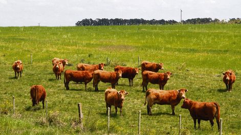 imagen de Los ganaderos chicos aportaron 43% de los vacunos exportados en pie, los medianos participaron con 41% y los grandes con 16%
