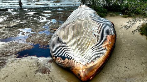Búsqueda | Ballena.jpg