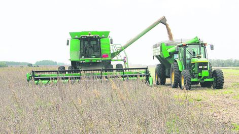El actual gobierno aprobó más semillas transgénicas, como la soja y el maíz, que se expanden en el campo local. Foto: Nicolás Der Agopián / Búsqueda