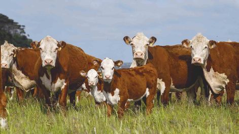 La productividad vacuna aumentó 12% por hectárea y la carne equivalente creció 8% en promedio en el ejercicio 2024-2025, según las Carpetas Verdes.