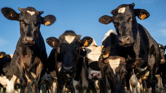 Dos empresas del rubro de capitalización ganadera estuvieron entre los grandes concursos del 2024 Dos empresas del rubro de capitalización ganadera estuvieron entre los grandes concursos del 2024