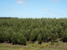Para Montes del Plata, la empresa Digital Sense desarrolló un sistema de detección automática de malezas en campos forestales. Foto: Ricardo Antúnez/ adhocFOTOS
