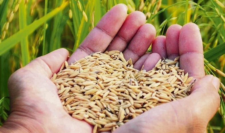 Con la llegada de nuevas variedades el arroz ha consolidado productividades estables por encima de 9.000 kg/ha