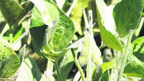 imagen de Los agricultores enfrentan un dilema para este año: qué cultivo sembrar que deje rentabilidad como para seguir en la actividad