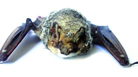 imagen de “No hay conciencia” de que la rabia está en Uruguay y que  se debe “volver a insistir y actuar” porque “existe riesgo”