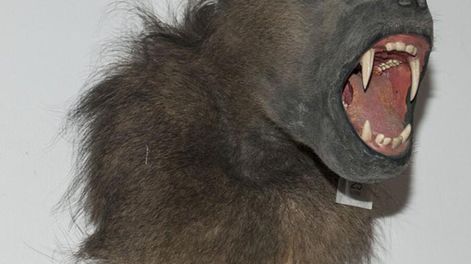 Búsqueda | 51350.jpg