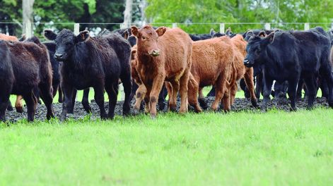 El porcentaje de nacimientos bovinos se incrementó 14% a nivel país; los mayores incrementos se registraron en Artigas (33%), Tacuarembó (26%) y Salto (21%).