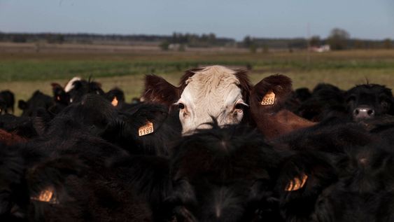 a un ano de la primera denuncia, las estafas de ?fondos ganaderos? exponen las deficiencias para investigar delitos complejos a un ano de la primera denuncia, las estafas de ?fondos ganaderos? exponen las deficiencias para investigar delitos complejos