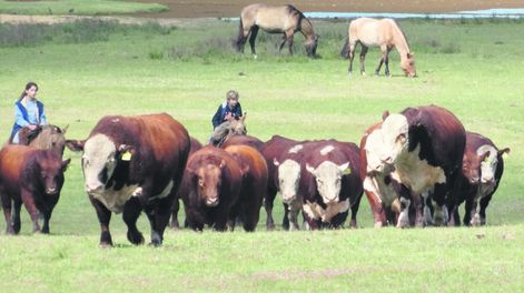 Toros Polled Hereford y Angus colorados de Santa Clotilde. Foto: Agro de Búsqueda