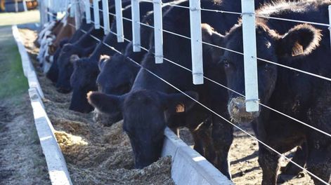 Año a año se utilizan dietas más intensas, con menos niveles de fibra, para llegar a las mejores conversiones
