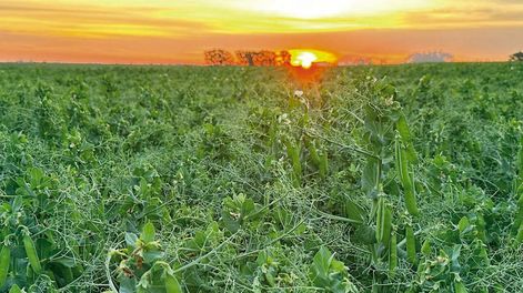 Se estima que el potencial de rendimiento de las nuevas variedades de arveja en Uruguay sería de unos 3.000 kilos por hectárea o más