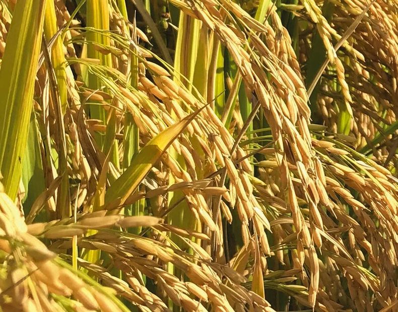 Los indicadores de precios y demanda dan pauta de otro año de buenos valores. Foto: Agro Búsqueda