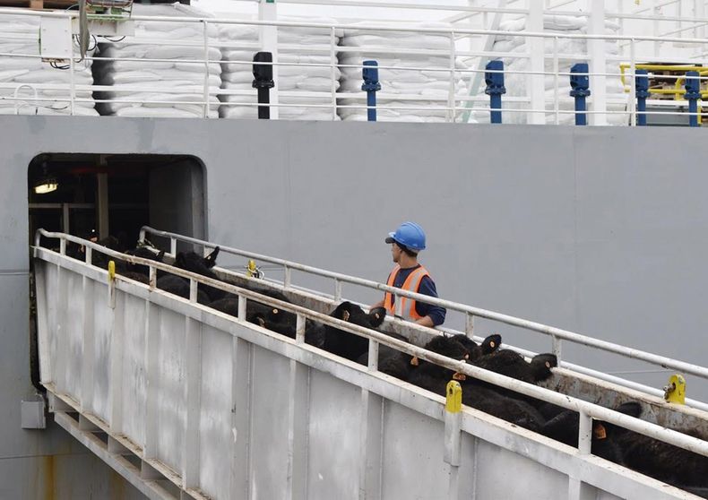 La polémica sobre la suspensión momentánea de la exportación de ganado en pie para faena inmediata no cesa