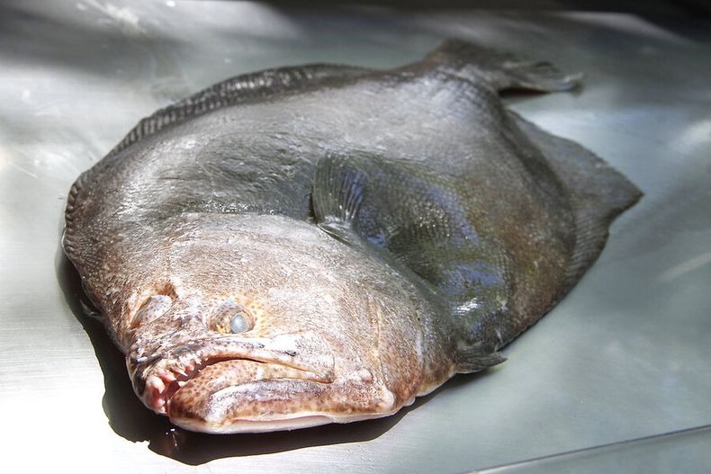 imagen de Investigadores uruguayos lograron producir lenguado en cautiverio y obtener un producto de igual calidad que el de la naturaleza