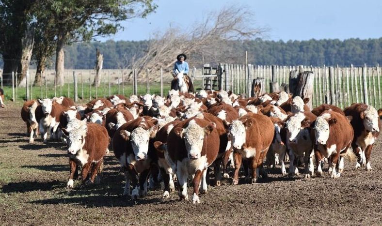 El ejercicio ganadero 2022-2023 fue el peor de los últimos 20 años. Foto: Agro de Búsqueda