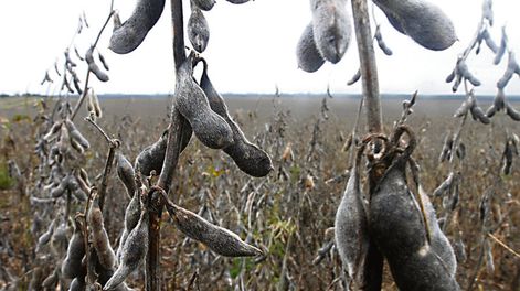La cosecha de soja en este año alcanzará casi tres millones de toneladas, según estimaciones del sector agrícola. Foto: Nicolás Der Agopián / Búsqueda