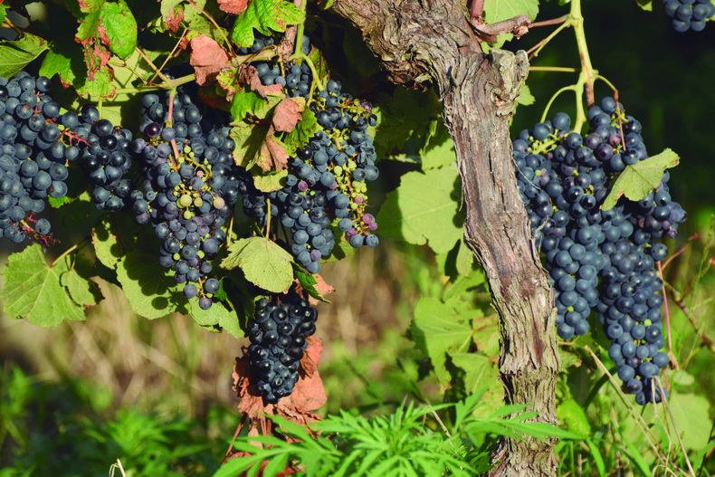 Inavi determinó otorgar financiamiento de US$ 5.000 por hectárea para replantación en menos de 10 hectáreas.