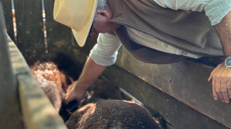 El ministro de Ganadería, Alfredo Fratti, aplicando la vacuna experimental contra la garrapata desarrollada por el Instituto Pasteur de Montevideo en el inicio del ensayo de campo, que comenzó el pasado lunes 24 y se extenderá hasta mayo.
