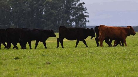 Se espera que la producción de terneros supere los 3 millones de cabezas