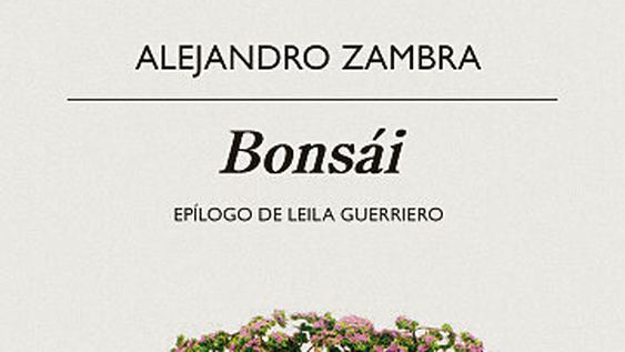 imagen de Plantita bien podada