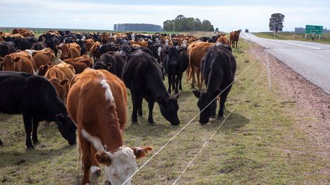 Ganado pastando al borde de la ruta a raíz de la sequía