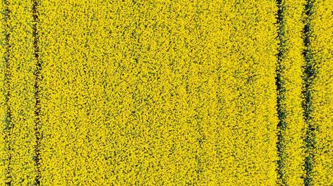 La expectativa está por encima de los cereales, tanto en colza como en carinata, mientras cada vez más productores exploran el potencial de otra oleaginosa: la camelina