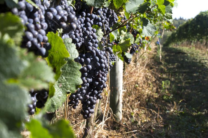 imagen de Comenzó la “revolución” tecnológica en la viticultura; en Uruguay  los productores y la academia empezaron a dar los primeros pasos