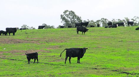 El sector ganadero uruguayo recibió con cautela el problema sanitario en el rodeo basileño. Foto: Nicolás Der Agopián