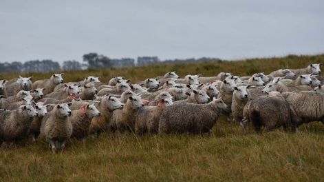 En el primer semestre de 2025 se faenaron 28,3% ovinos menos que en 2024 y 58,6% menos que en 2023