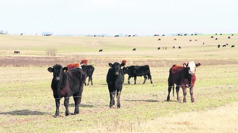 La recaudación de impuestos a la renta del agro bajará 13% este año, respecto al 2019. Foto: Nicolás Der Agopián / Búsqueda