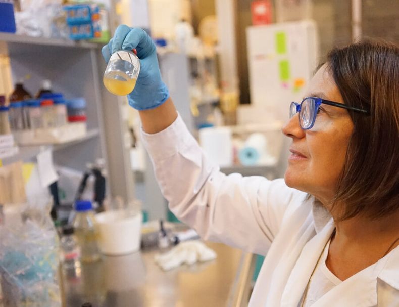 imagen de Investigadores uruguayos y brasileños prueban que es posible producir energía a partir de los residuos de la yerba mate