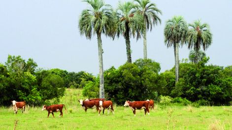 imagen de El turismo lucha contra la zafralidad y el arroz con los costos,  mientras surgen olivos y proyecto para instalar un shopping