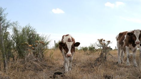 Un campo productivo afectado por el déficit hídrico. Un campo productivo afectado por el déficit hídrico.