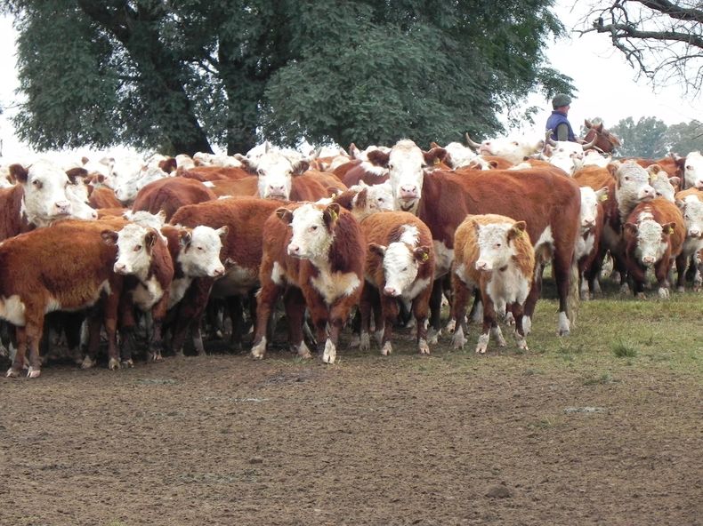 El MGAP tuvo en cuenta que este es el momento en que más movimientos de terneros se realizan, por destete y ajustes de carga previo al invierno